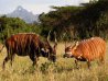 SAMBURU